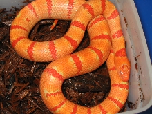 07 albino thayeri e