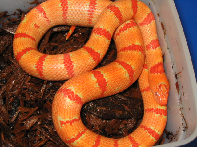 07 albino thayeri e