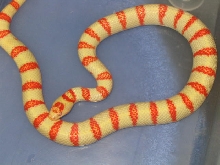 07 Albino thayeri  lemon phase