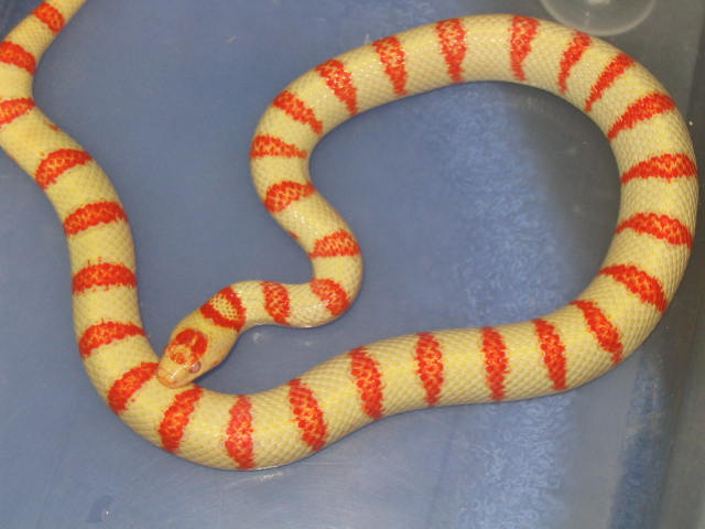 07 Albino thayeri  lemon phase