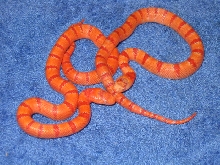 08 albino thayeri a