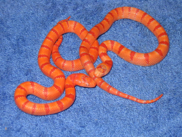 08 albino thayeri a