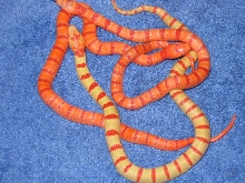 08 albino thayeri b
