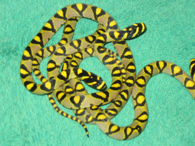 '05 Mandarin hatchlings