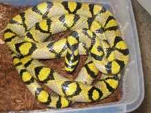 male breeder