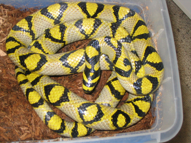 male breeder