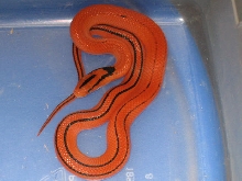 '10 male coxi