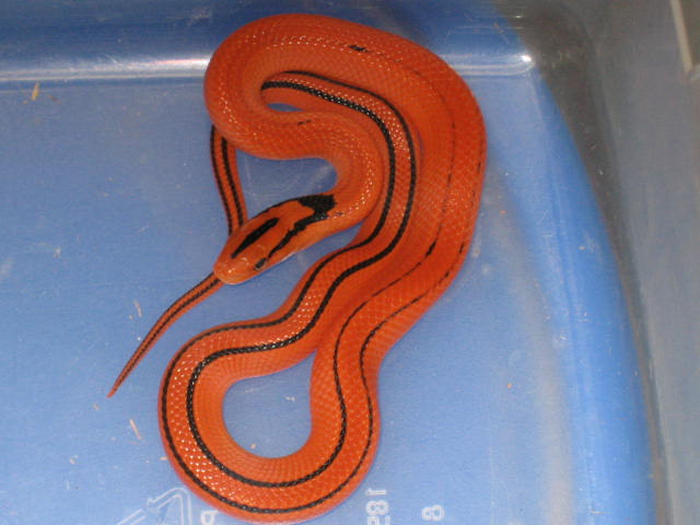 '10 male coxi