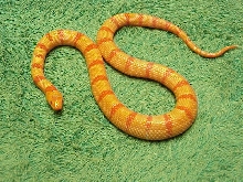 Albino thayeri hybrid