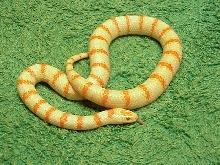 Albino thayeri hybrid 2