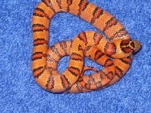 het. albino thayeri