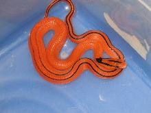 '10 female coxi
