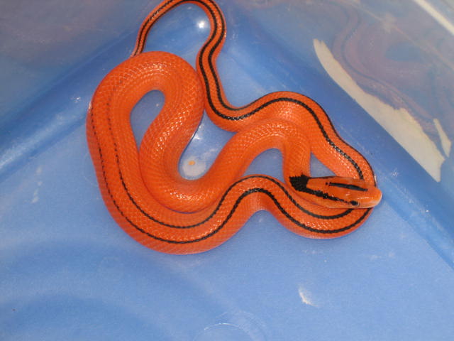 '10 female coxi