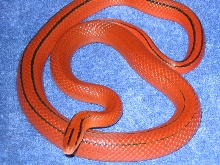 Vanishing pattern male Coxi
