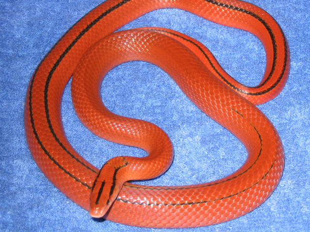 Vanishing pattern male Coxi