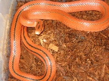 Female coxi