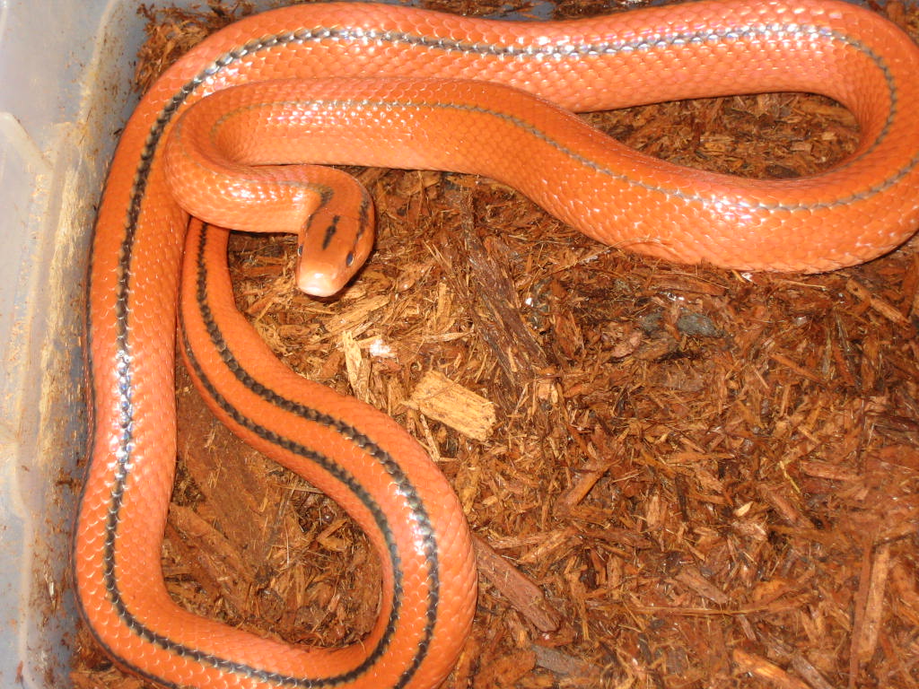 Female coxi