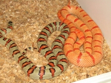 albino thayeri hybrids