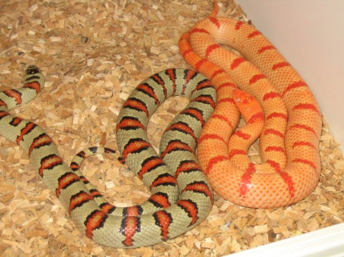 albino thayeri hybrids