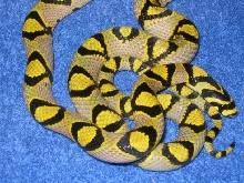 05 Mandarin female holdback