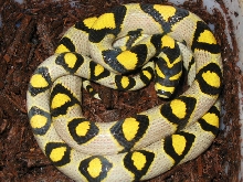 06 Mandarin female holdback