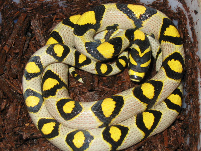 06 Mandarin female holdback