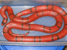 female hondo