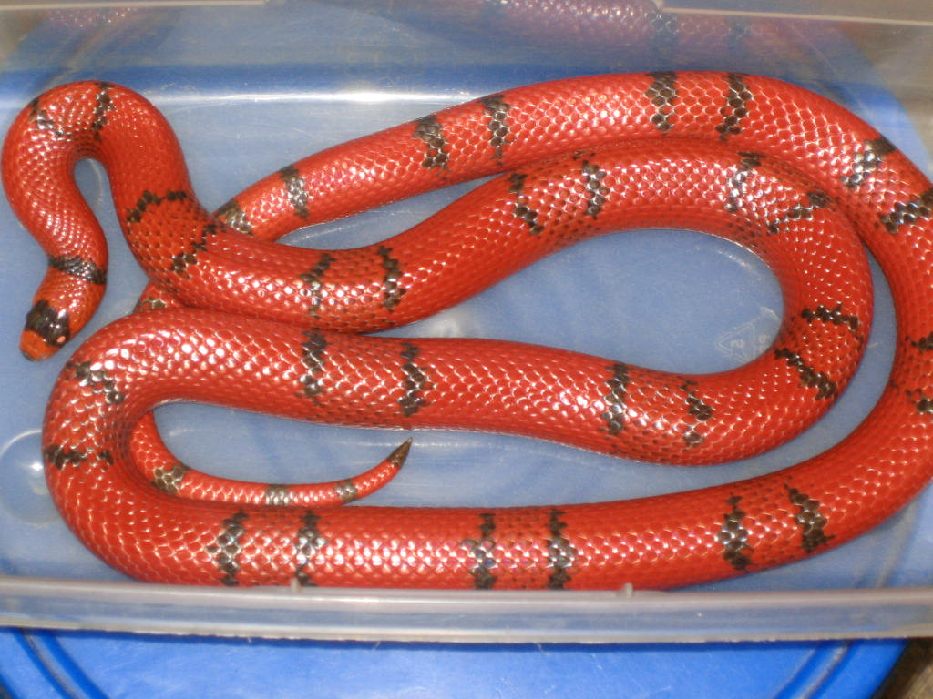 female hondo