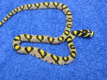 '05 Mandarin hatchling