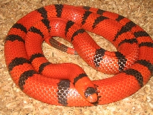 male hondo