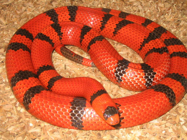 male hondo
