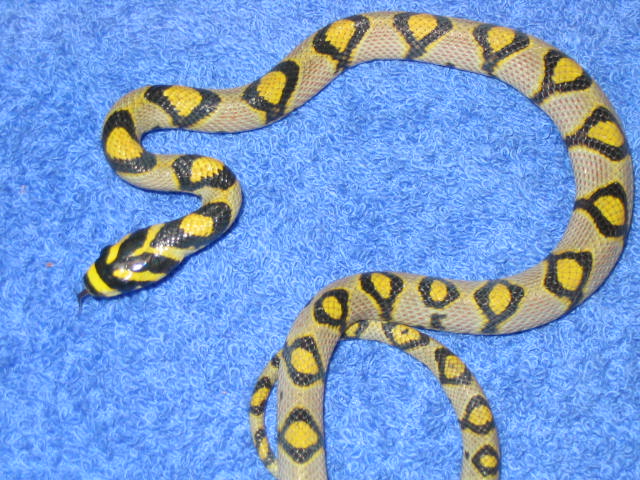 06 male mandarin