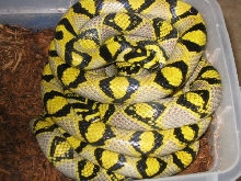 Mandarin breeders