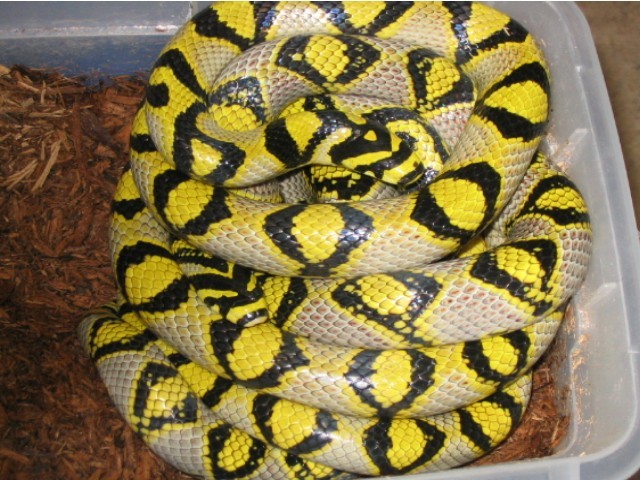Mandarin breeders
