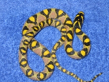 05 Mandarin