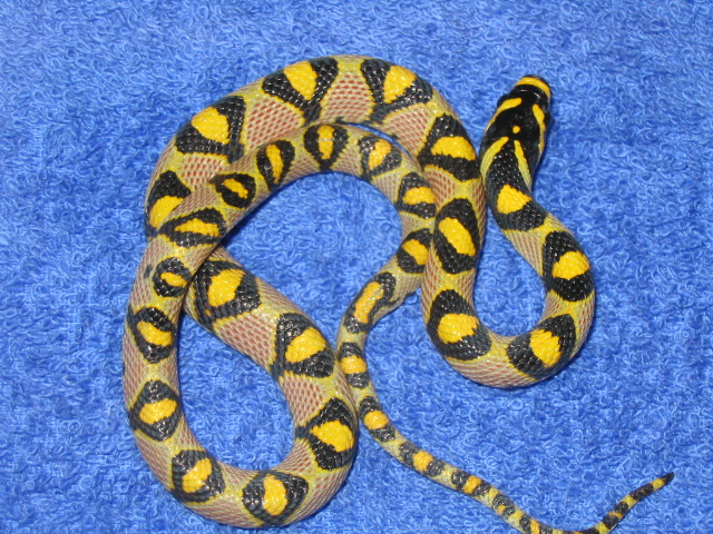 05 Mandarin