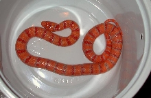 peach albino thayeri