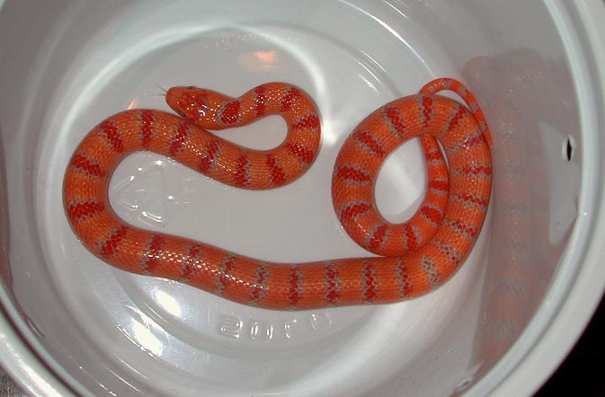 peach albino thayeri