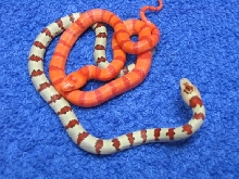 albino thayeri hybrids