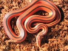 Coxi breeder