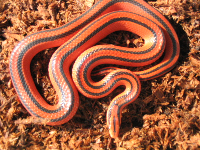 Coxi breeder