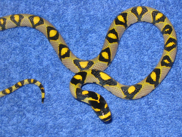 06 mandarin