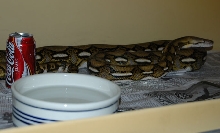 Dwarf Tiger body