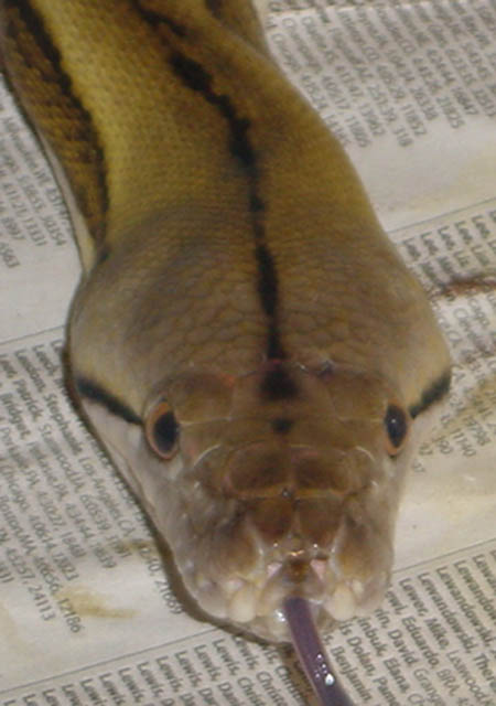 Basil head