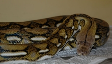 Sir Basil