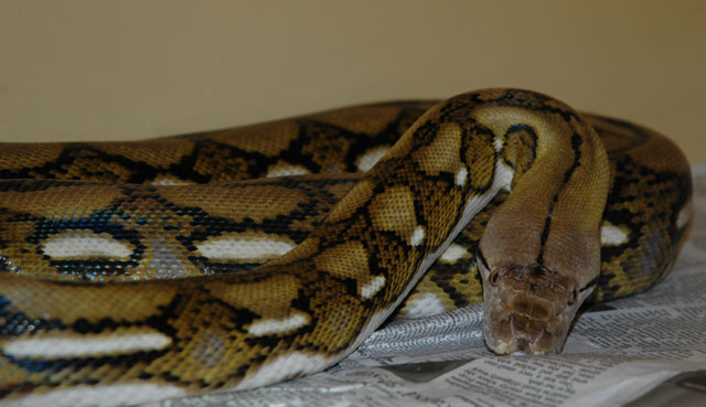 Sir Basil