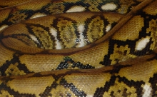 Basil pattern