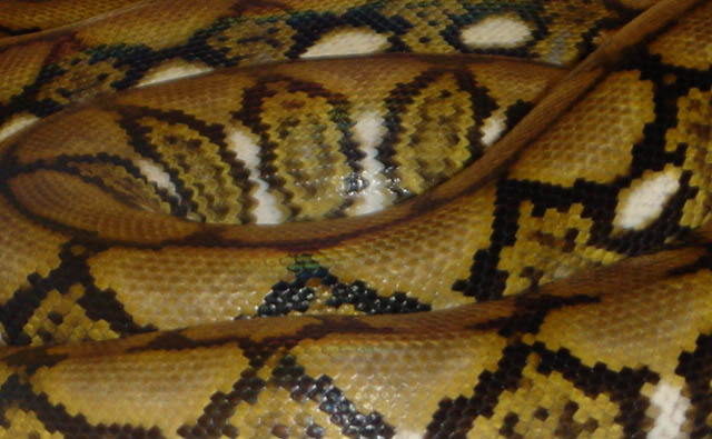 Basil pattern