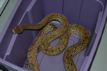 Bucket of gold