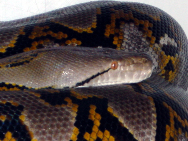 Dante 022805A